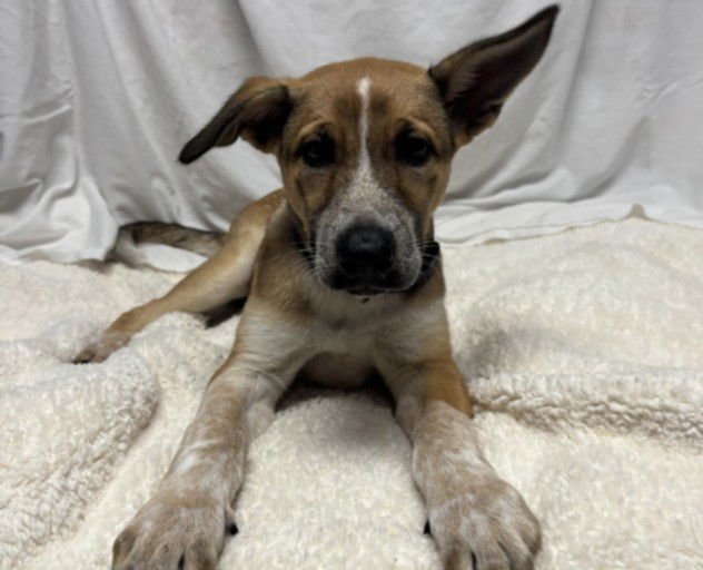 TRISTA - German Shepherd Dog available for adoption