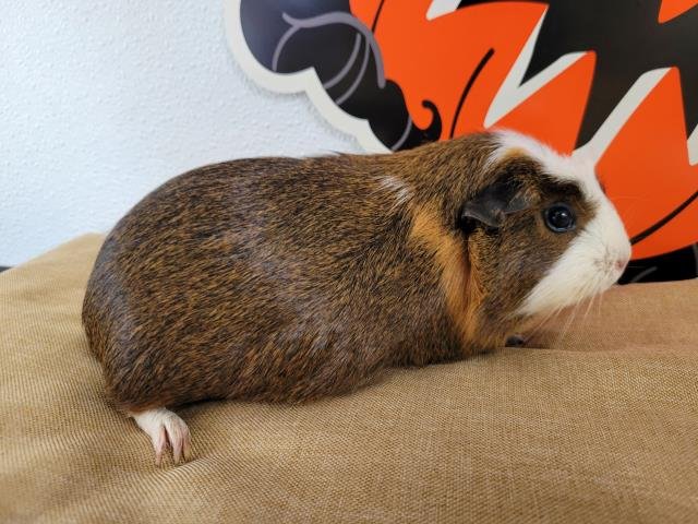 PUMPKIN Image