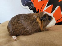 PUMPKIN - Photo 1