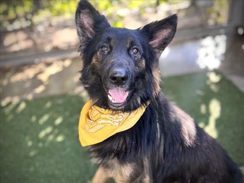 LUX - German Shepherd Dog available for adoption