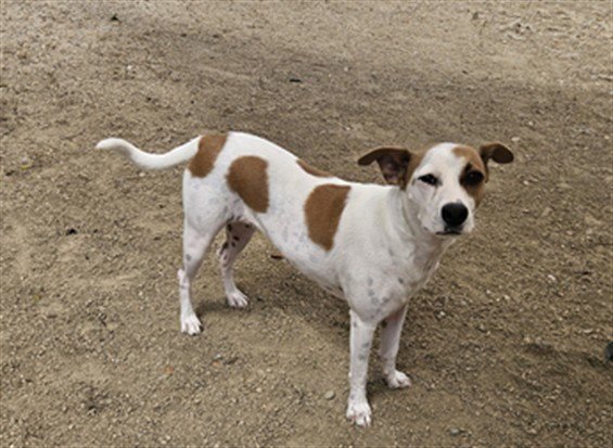 SANDY Image