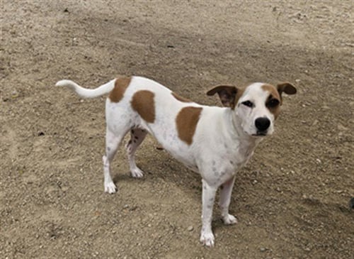 SANDY - Jack Russell Terrier (Parson Russell Terrier) available for adoption