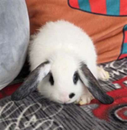 MIKEY - Mini Lop available for adoption