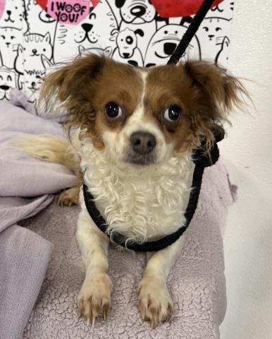 LILY - Papillon available for adoption