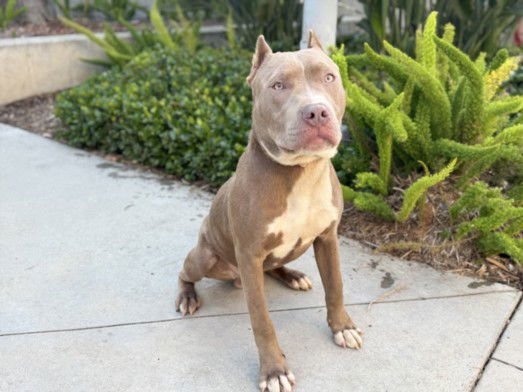 TOFFEE - Pit Bull Terrier available for adoption