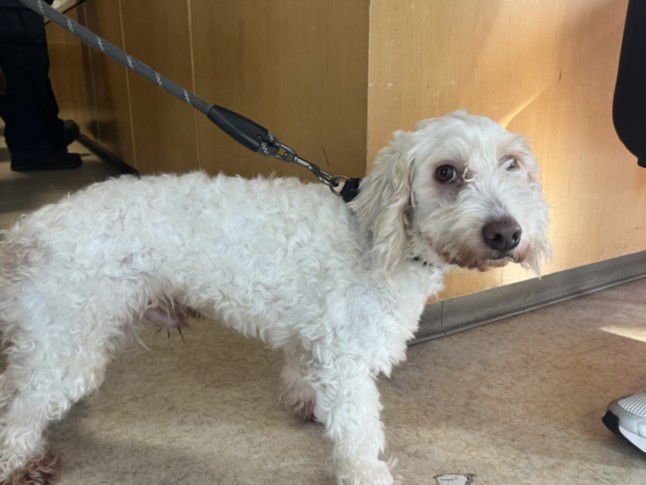 OTIS - Poodle (Miniature) available for adoption