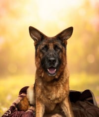 MOLLY - Photo 1