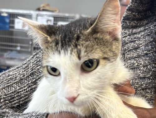SIAN - Domestic Short Hair available for adoption