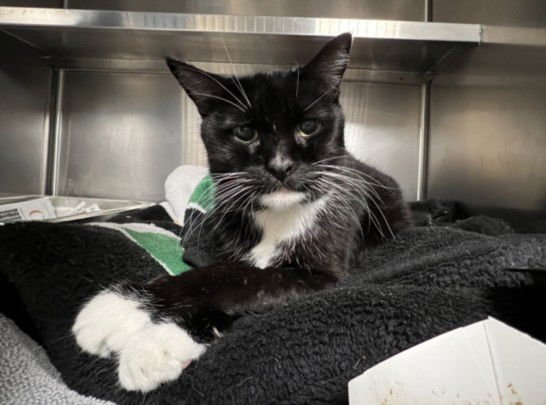 KARMA - Domestic Short Hair available for adoption