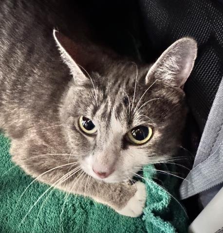 FRAN - Domestic Short Hair available for adoption