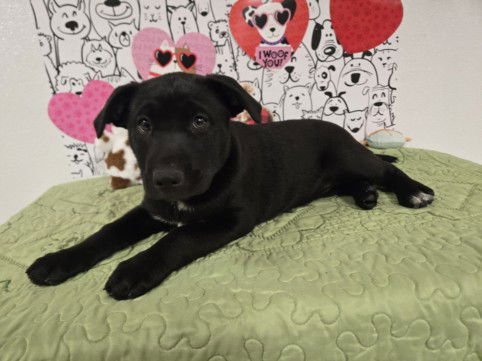 MIDNIGHT - Labrador Retriever available for adoption