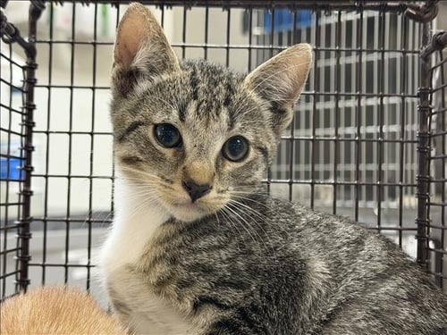 A2301236 - Domestic Short Hair available for adoption