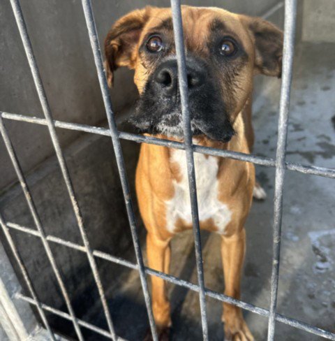 SULLY - Boxer available for adoption