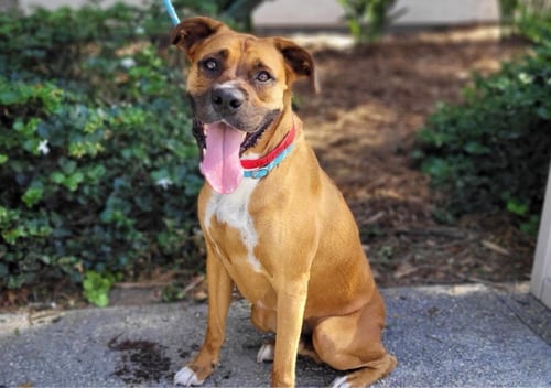 SULLY - Boxer available for adoption