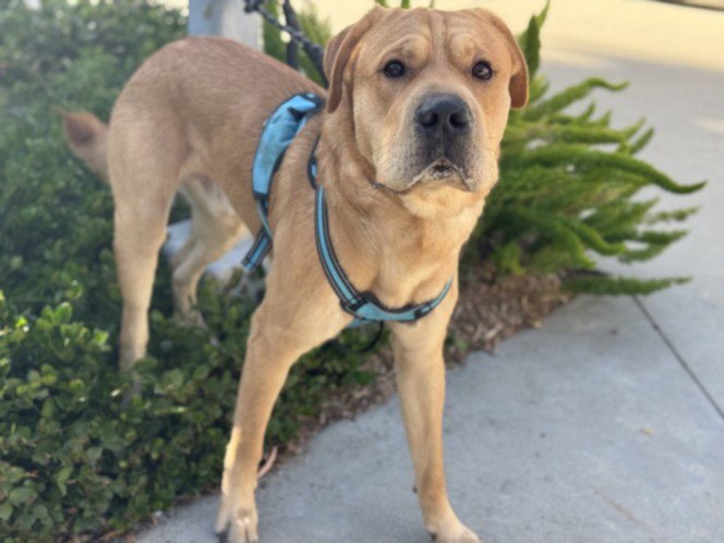 COOPER Image