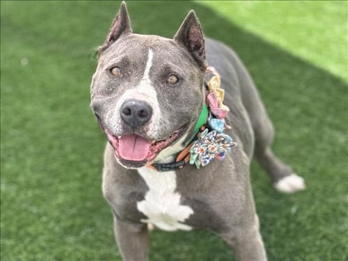 BESSIE - Pit Bull Terrier available for adoption