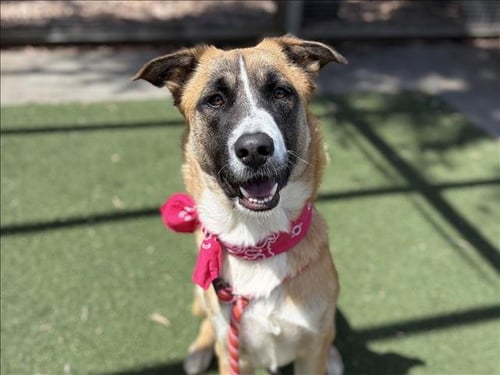 ELLY - Basenji available for adoption