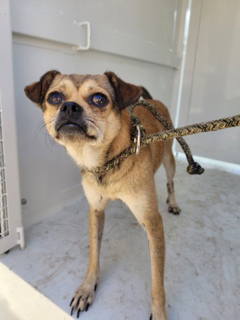 MAX - Chihuahua available for adoption