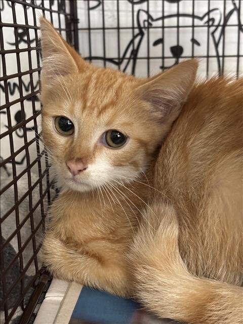 A2291818 - Domestic Short Hair available for adoption