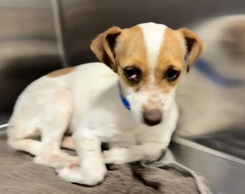 PEPPER - Chihuahua available for adoption