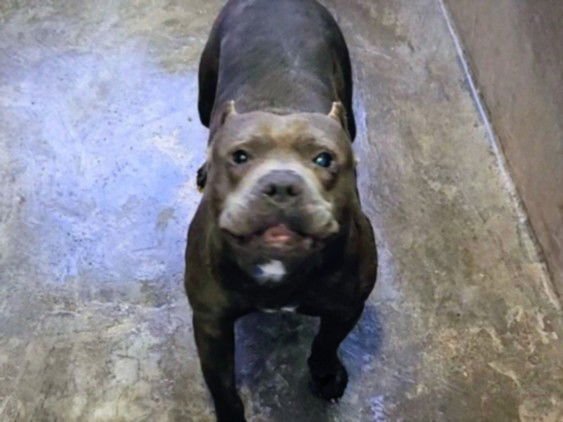 BOBBY - Pit Bull Terrier available for adoption