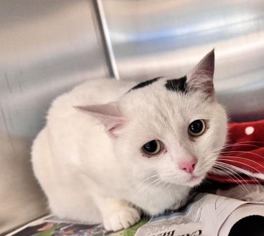 CATZILLA - Domestic Medium Hair available for adoption