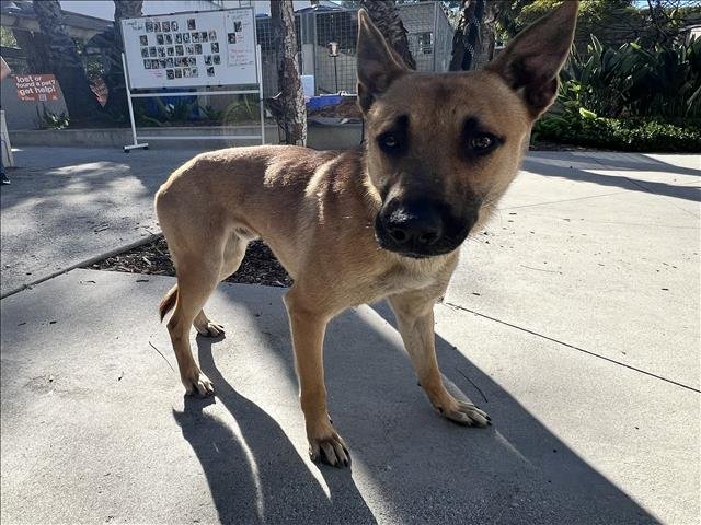 ZEUS - German Shepherd Dog available for adoption