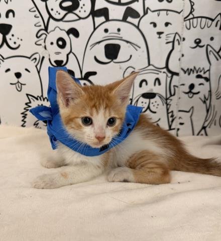 A2280289 - Domestic Short Hair available for adoption