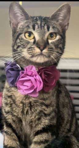 STAR - Domestic Short Hair available for adoption