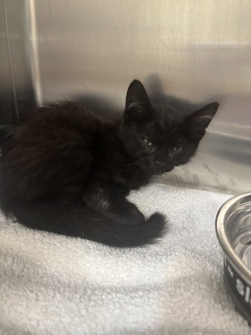 GRIFFIN - Domestic Short Hair available for adoption