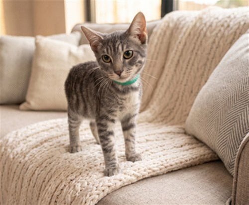GEORGIE - Domestic Short Hair available for adoption