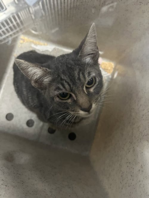 A2289131 - Domestic Short Hair available for adoption