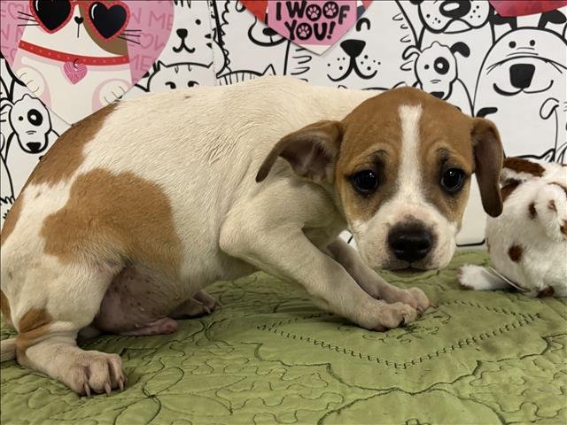 VINO - Beagle / Papillon available for adoption