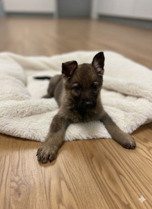 PIBB - German Shepherd Dog available for adoption