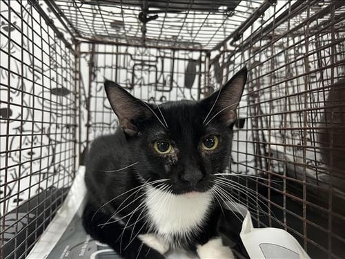 BLACKIE - Domestic Short Hair available for adoption