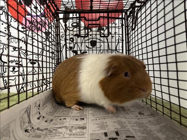 BUTTONS - Guinea Pig available for adoption
