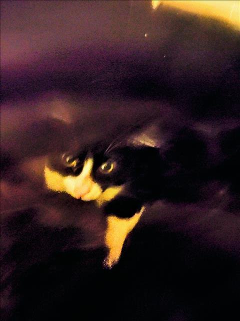 A2261122 - Domestic Short Hair available for adoption