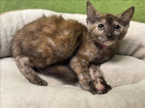 CARRIE - Domestic Short Hair available for adoption