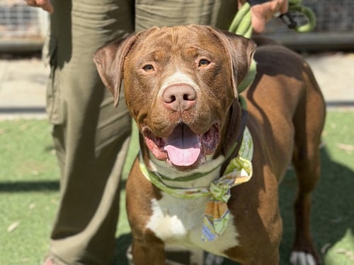 REDLANDS - American Pit Bull Terrier available for adoption