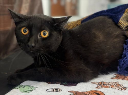 A2295799 - Domestic Short Hair available for adoption