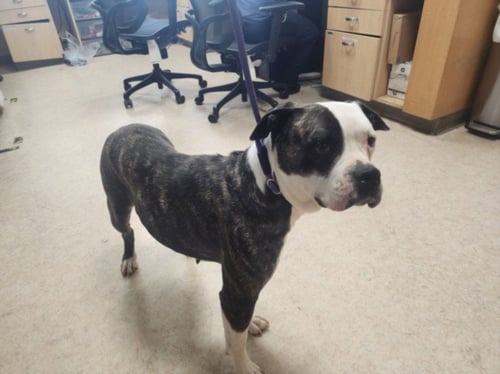 OREO - American Bulldog available for adoption