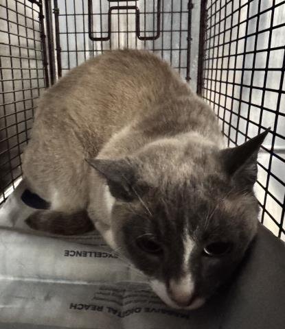 L3 - Domestic Short Hair available for adoption