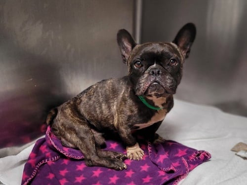 COOLY - French Bulldog available for adoption