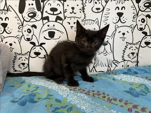 LINUS - Domestic Short Hair available for adoption