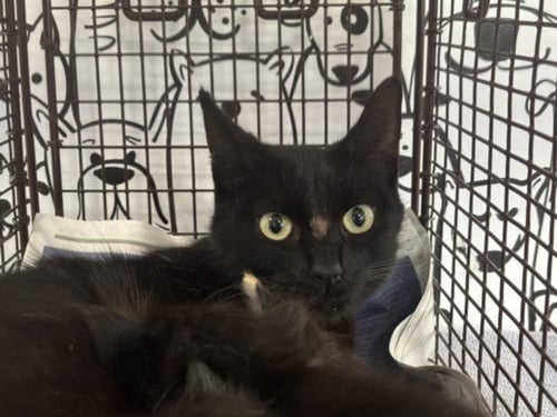 AVA - Domestic Short Hair available for adoption