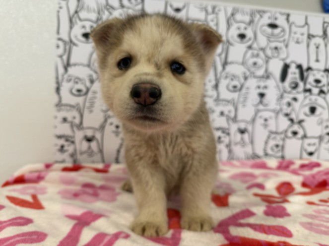 ASPEN - Siberian Husky available for adoption