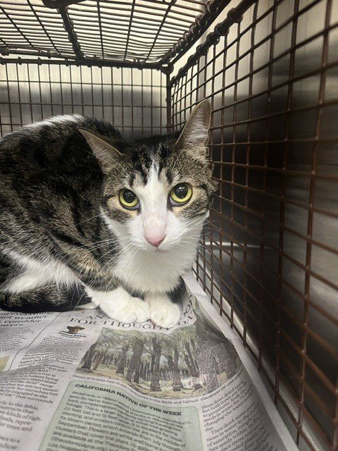 JUNO - Domestic Short Hair available for adoption