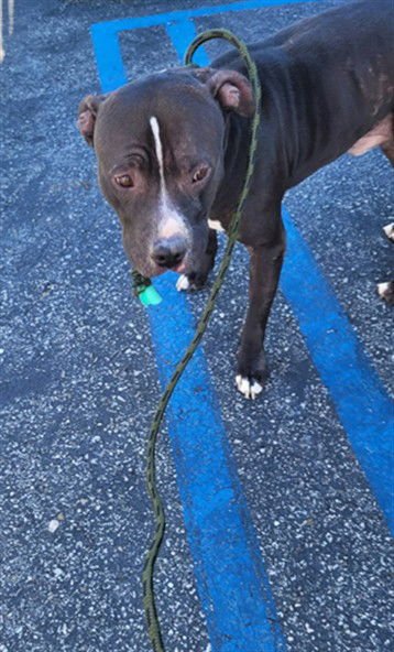 BOLT - Pit Bull Terrier available for adoption