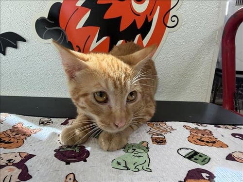 TIFFANY - Domestic Short Hair available for adoption