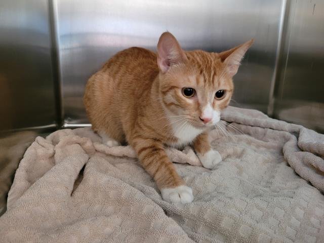 KIWI - Domestic Short Hair available for adoption